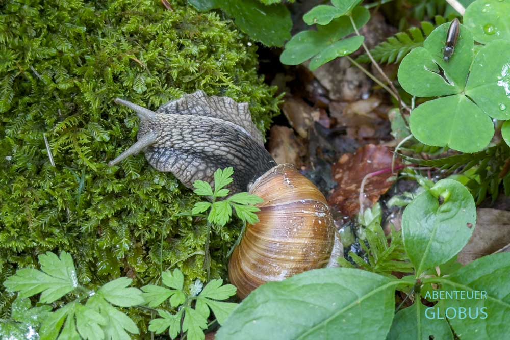 Nationalpark Biogradska Gora: Weinbergschnecke auf Moos
