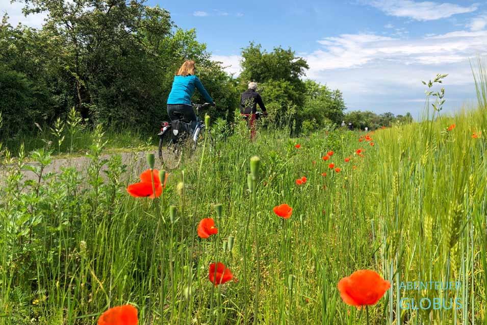 Radfahrer bei einer Radtour um den Senftenberger See im Lausitzer Seenland