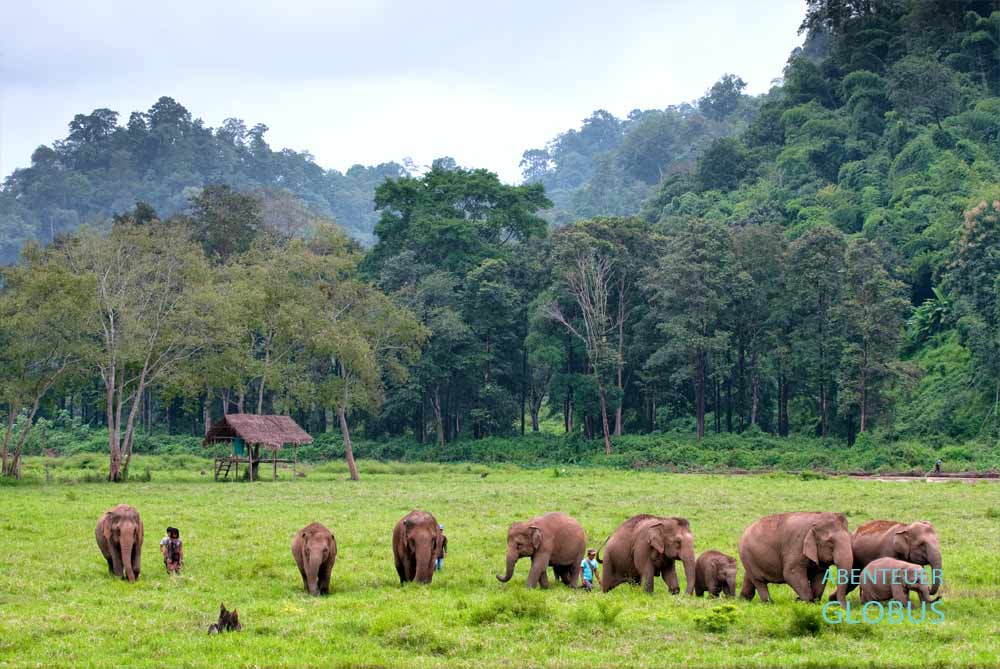 Elefantenherde mit Mahuts im Elephant Nature Park