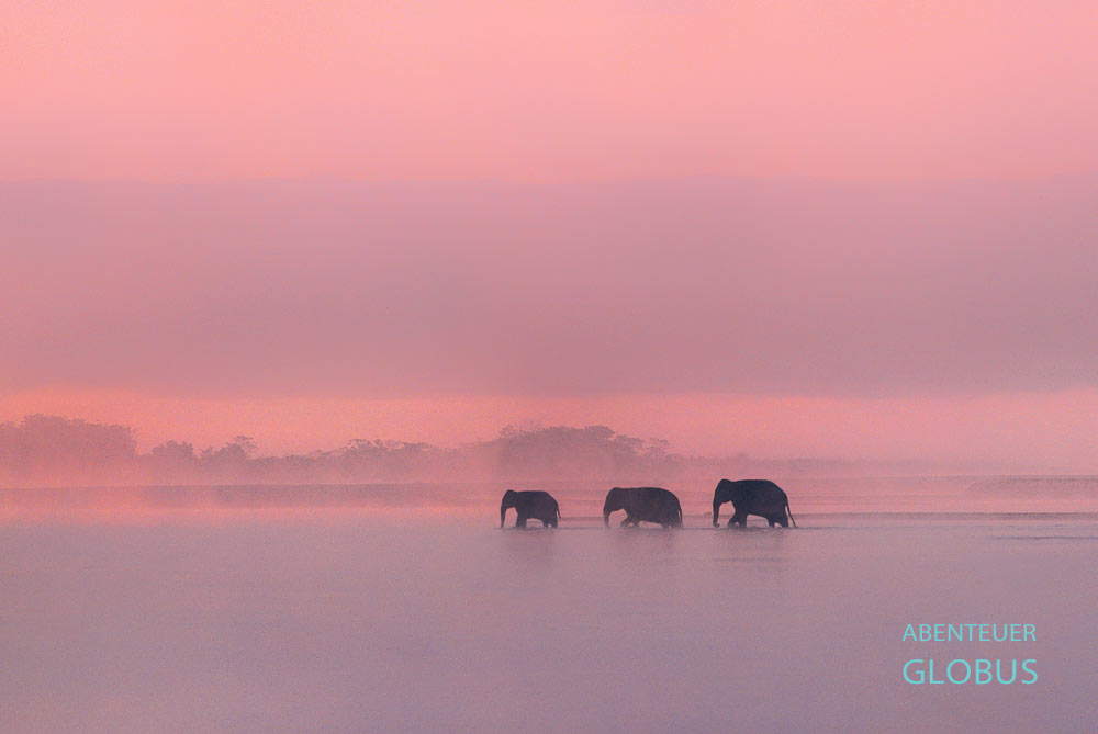 Wilde Elefanten am Cheow Lan Lake