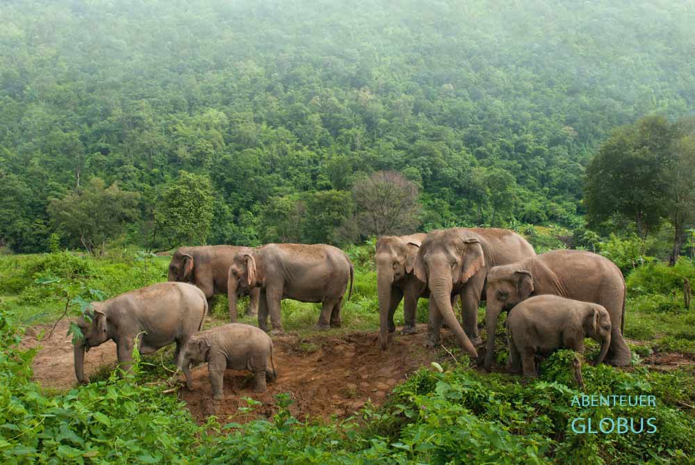 Elefanten im Elephant Nature Park