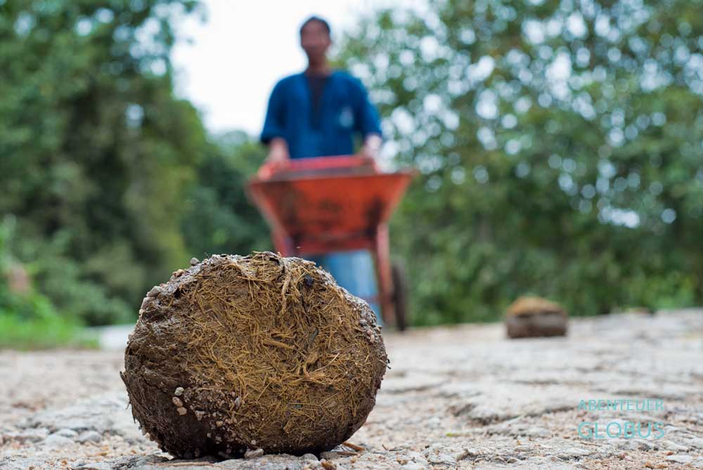 Ein Mitarbeiter vom Elephant POOPOOPAPER Park sammelt Elefantendung.