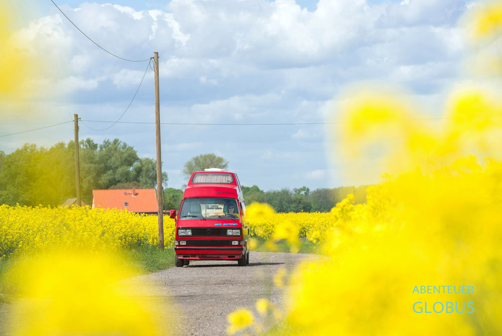 VW T3 im Rapsfeld im Küstriner Vorland