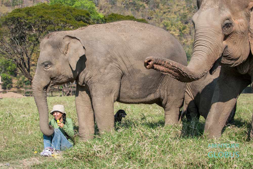 Elefantenretterin Sangduen Lek Chailert mit Elefanten im Elephant Nature Park Chiang Mai