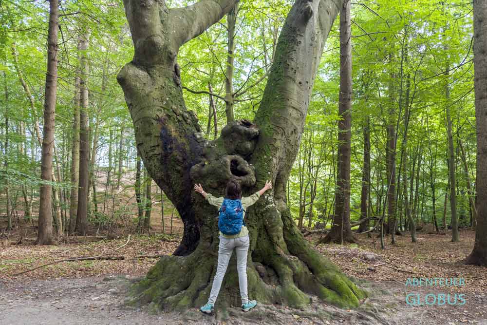 Nationalpark Jasmund, Halbinsel Jasmund: UNESCO-Welterbe Alte Buchenwälder