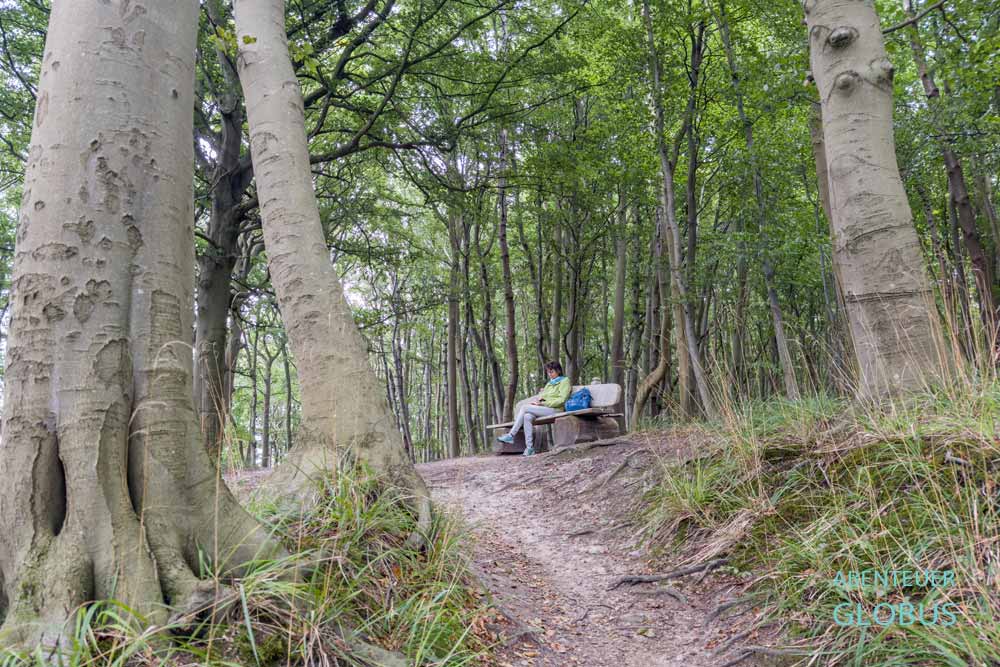 Nationalpark Jasmund, Insel Rügen: Bank am Hochuferweg
