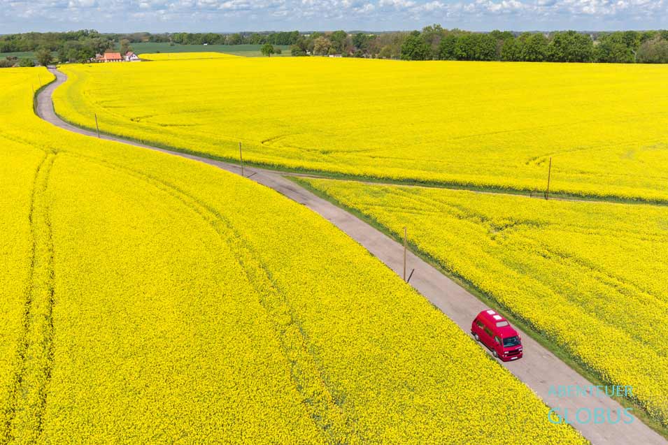 Oderbruch: Rapsfelder im Küstriner Vorland im Oderbruch 