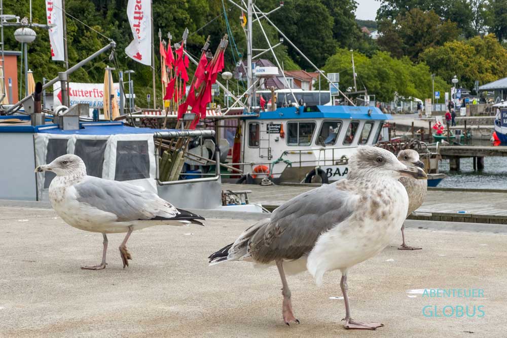 Stadthafen von Sassnitz mit Möwen, Kuttern und Fischereibooten