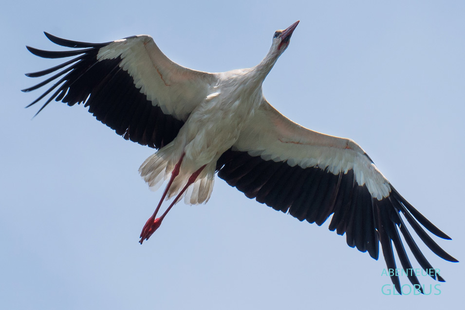 Beim Camping und Vanlife in Brandenburg trifft man immer wieder auf wilde Tiere. Dieser Storch fliegt gerade zur Oder.