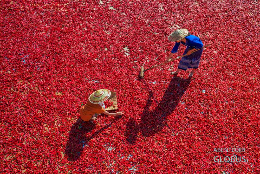 Chilitrocknung für Thailändisches Essen