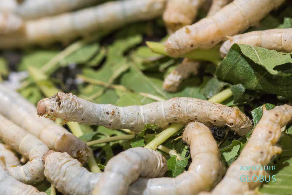 Seidenraupen beim Fressen