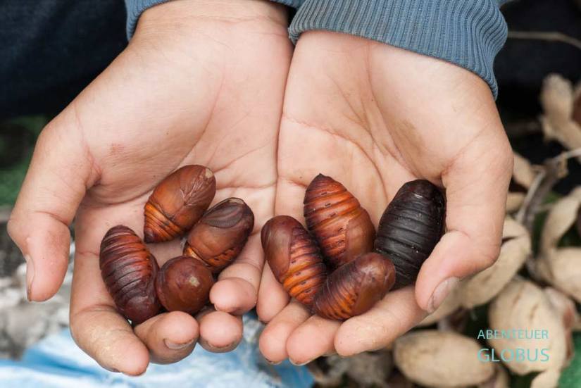 Thailändisches Essen: Insekten und Seidenraupen