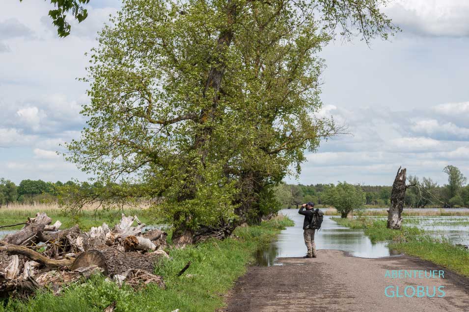 Viele Camper kommen ins Oderbruch um Vögel zu beobachten. Dazu bieten sich im Oderbruch viele Gelegenheiten.