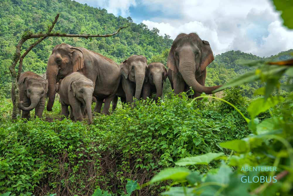 Üppig grüne Vegetation im November in Chiang Mai und ganz Nordthailand