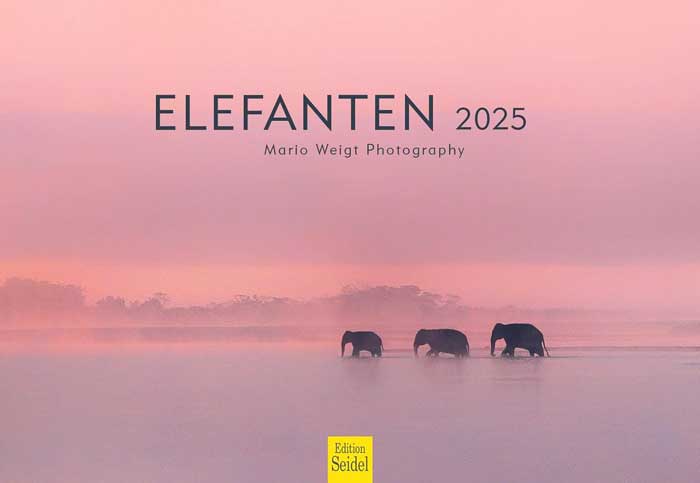 Elefanten Kalender 2025