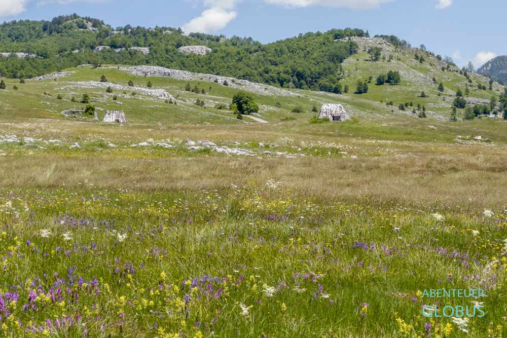 Hochplateau Lukavica: Blumenwiese nahe Kapetanovo Jezero