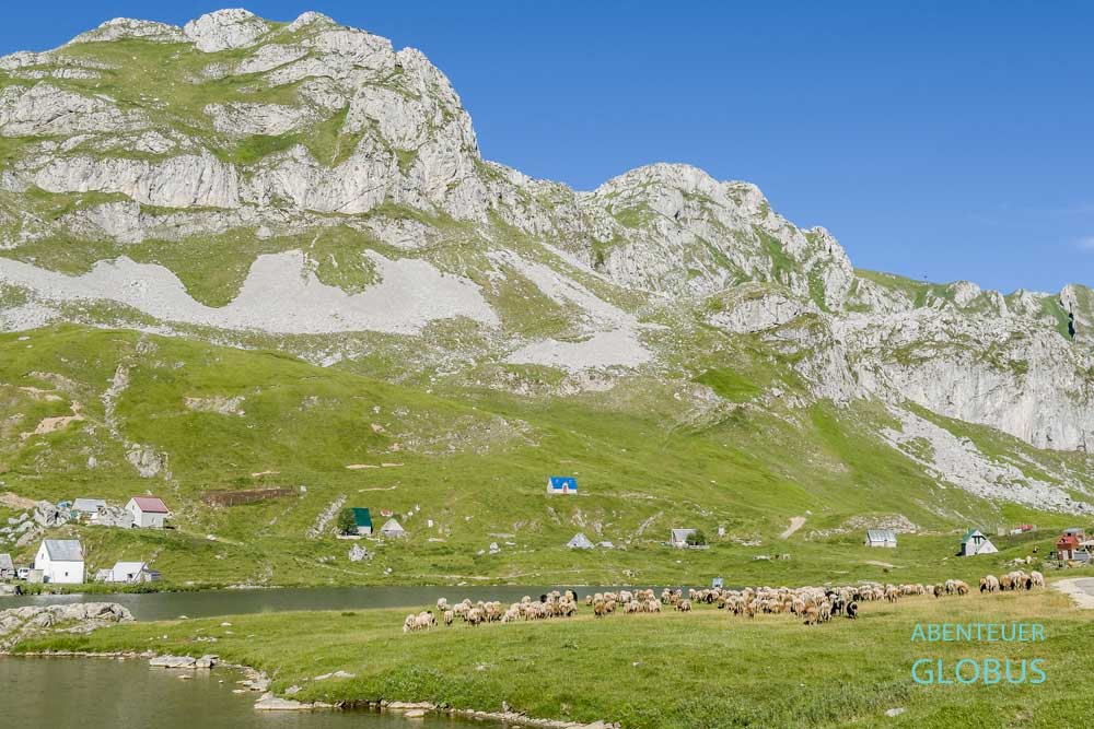 Schafe am See Kapetanovo Jezero