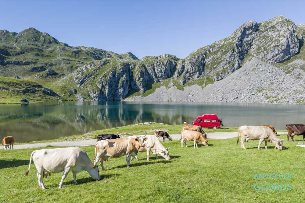 Kapetanovo Jezero mit Kuhherde
