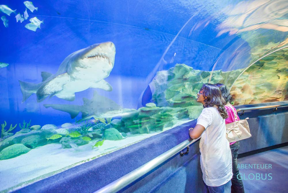 Nha Trang: Meereskundemuseum im Institut für Ozeanographie
