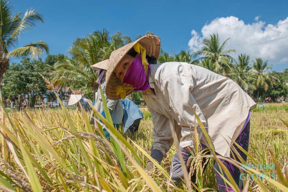 Ninh Hoa: Reisernte nahe der Salzfelder