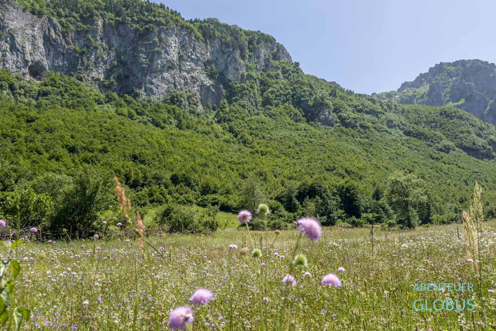 Blumenwiese im Ropojana-Tal