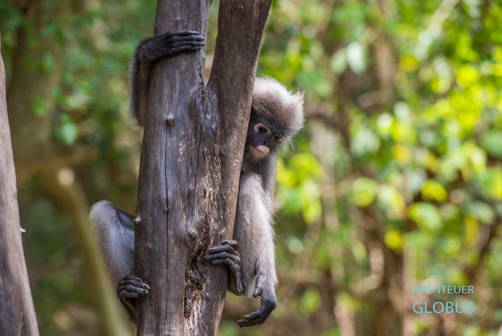 Khao Sok Nationalpark: Brillenlangur am Baumstamm im Dschungel