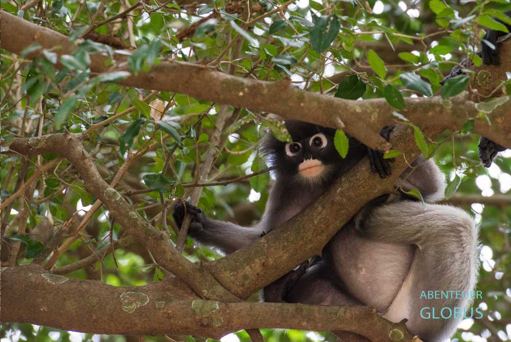Khao Sok Nationalpark: Brillenlangur im Baum