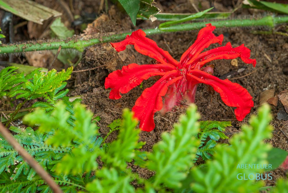 Rote Blume im Khao Sok Nationalpark