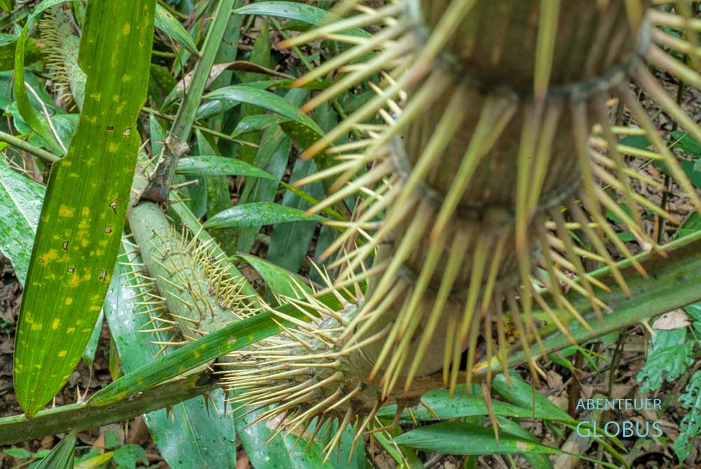 Khao Sok Nationalpark: einzigartige Flora im Dschungel
