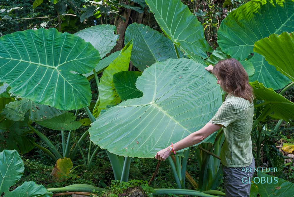 Riesige Blätter: Beeindruckende Flora im Khao Sok Nationalpark