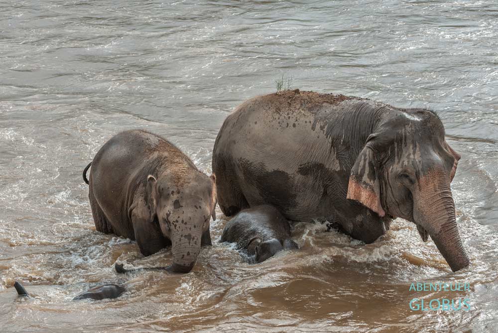 Elefantenherde im Khao Sok Nationalpark