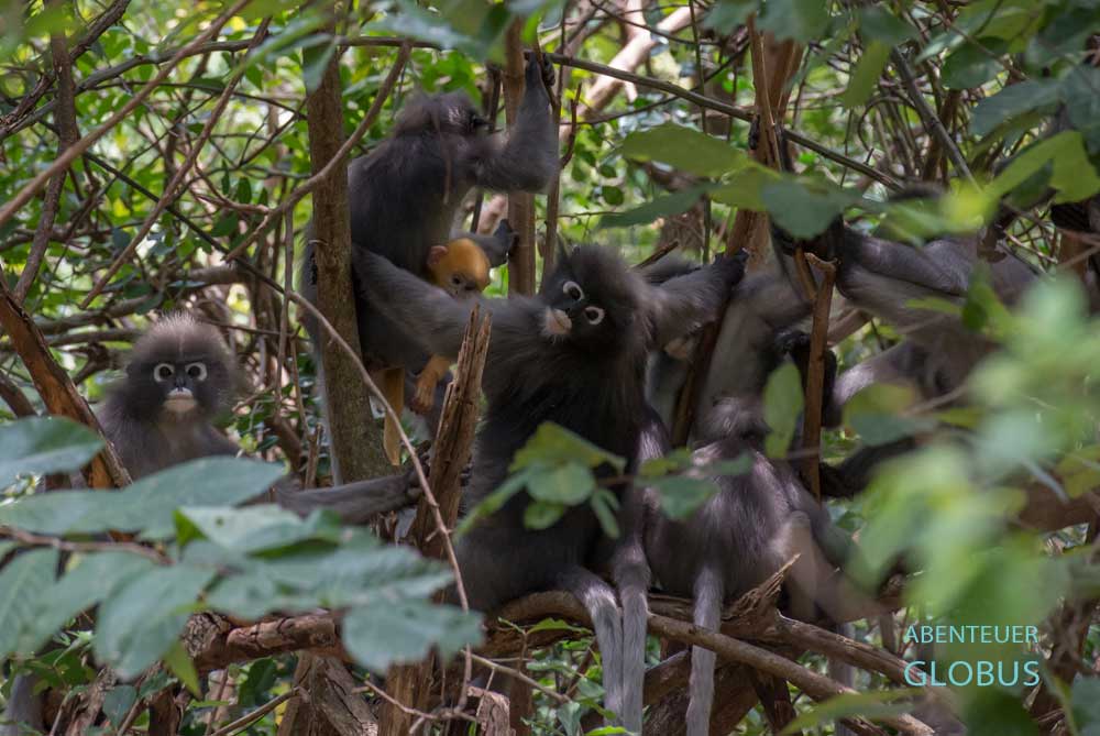 Khao Sok Nationalpark: Brillenlanguren in den Bäumen des Regenwaldes