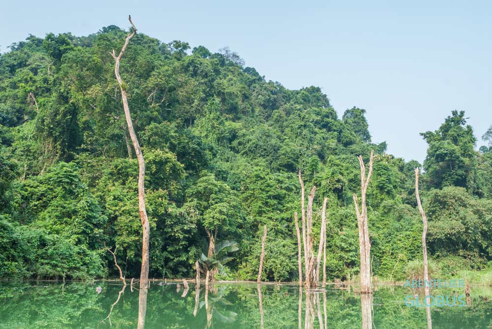 Wanderung durch den Regenwald von Khao Sok Nationalpark