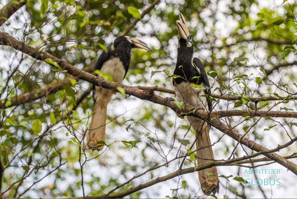 Khao Sok Nationalpark: Hornvögel im Dschungel