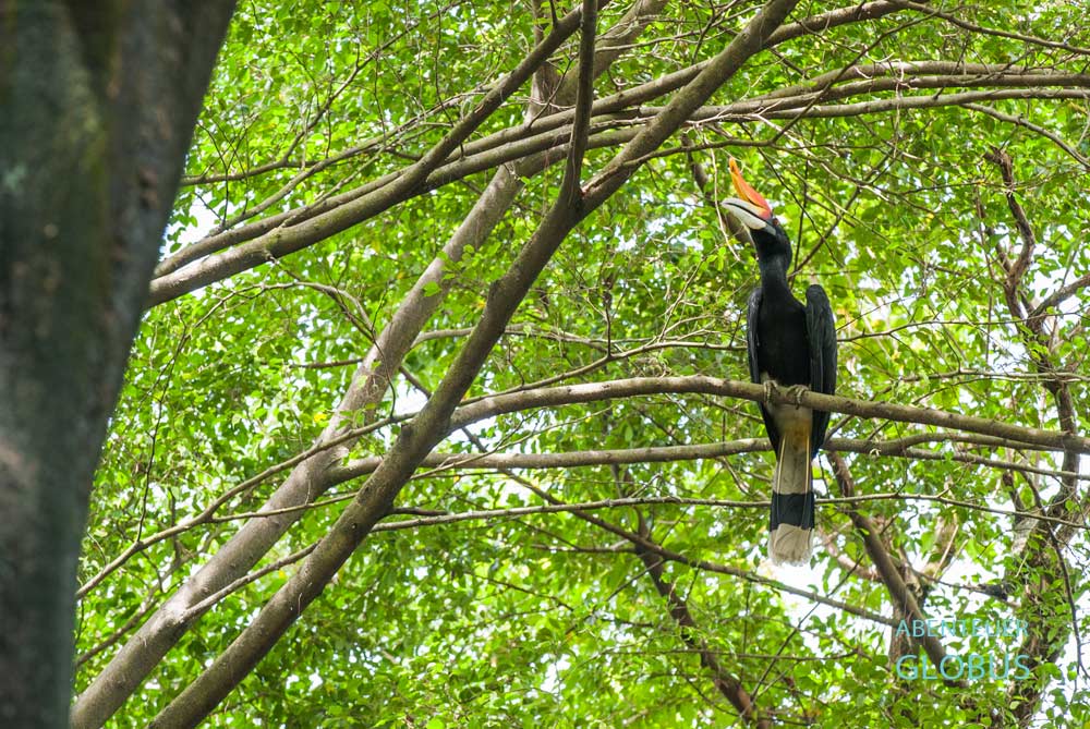 Khao Sok Nationalpark: Hornvogel im Dschungel