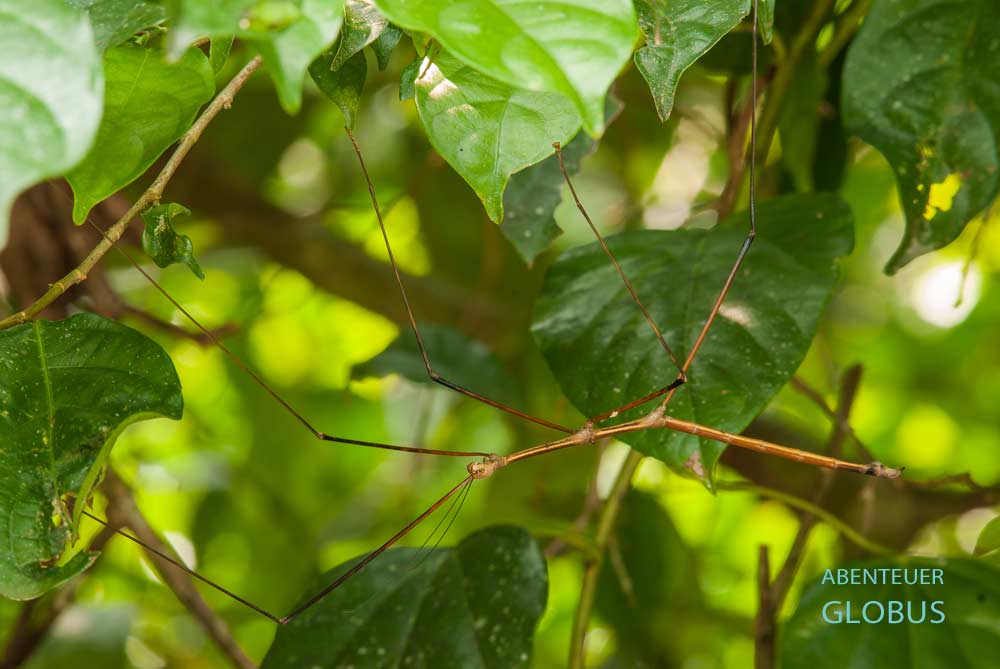 Stabheuschrecke im Khao Sok Nationalpark