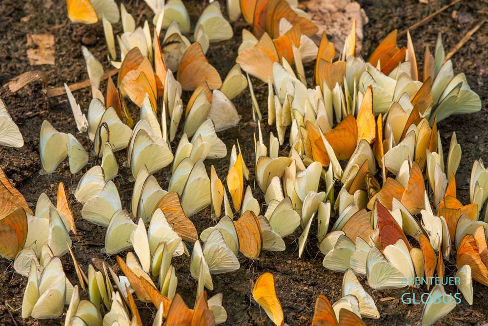 Schmetterlinge im Nationalpark Khao Sok