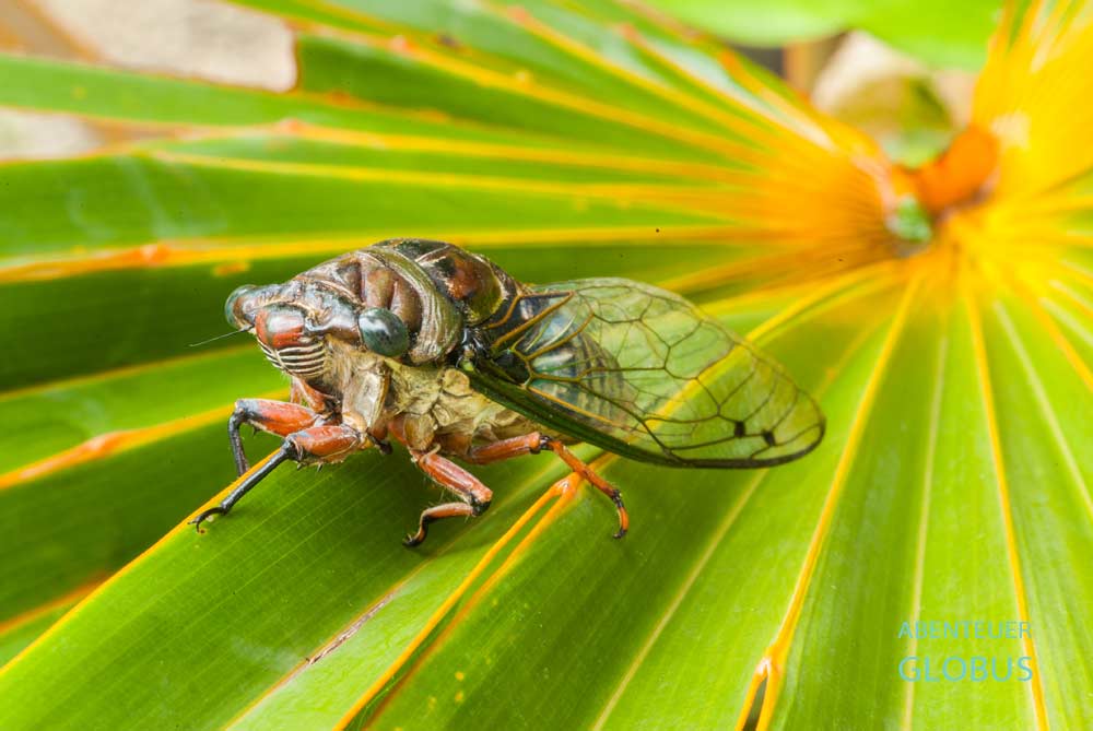 Zikade im Regenwald von Khao Sok Nationalpark