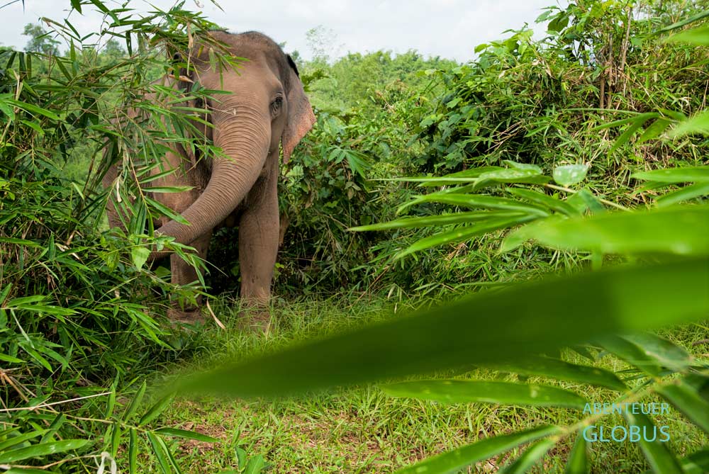 Freilebender Elefant im Khao Sok Nationalpark