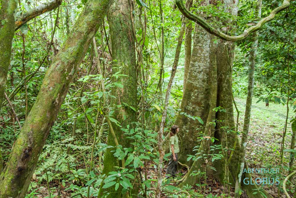 Wanderung durch den Regenwald im Khao Sok Nationalpark