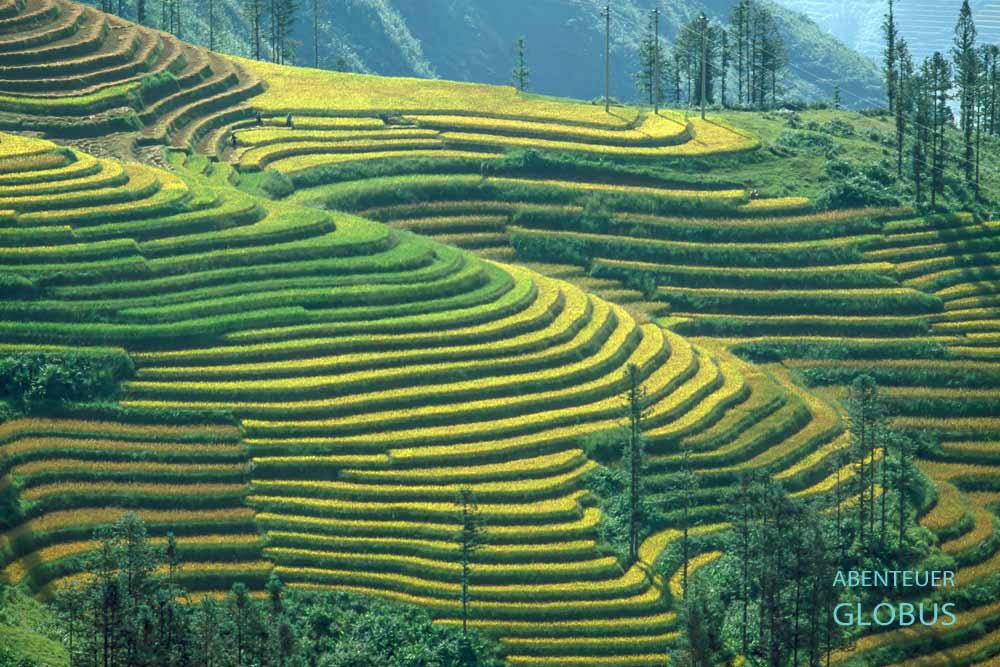 Ausflug von Hanoi ins Bergland um Sapa: grüne Reisterrassen