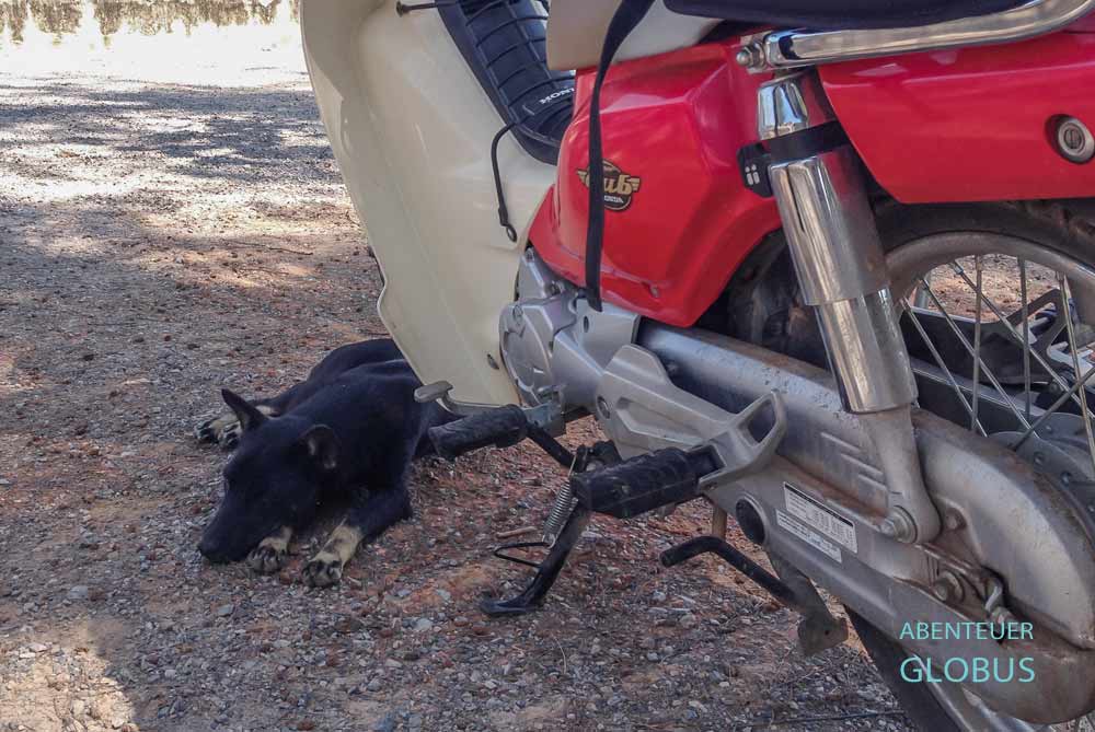 Hund vor einem Roller in Thailand