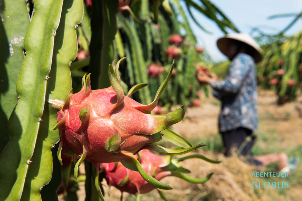 Insel An Binh: Drachenfruchtplantage im Mekong Delta