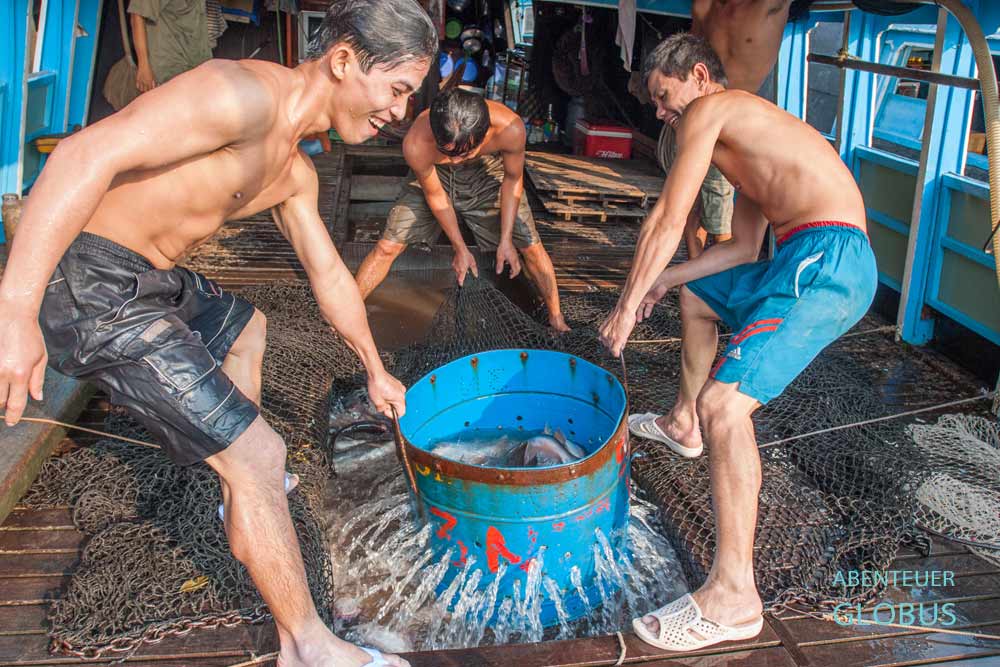 Vinh Long: Abladen der fangfrischen Fisch am Fischmarkt