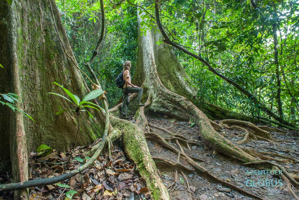 Riesige Bäume im Urwald vom Khao Sok Nationalpark
