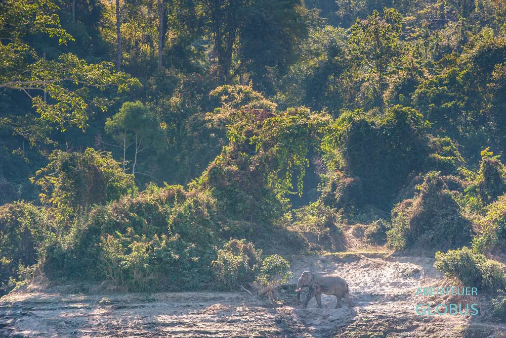 Wilder Elefant am Cheow Lan Lake im Khao Sok Nationalpark