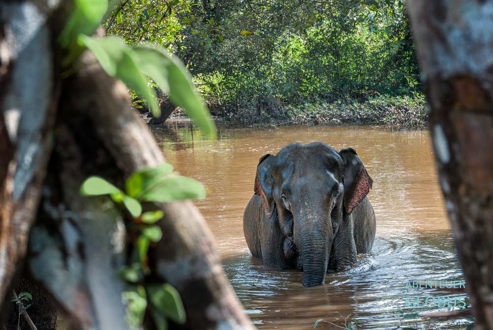 Wilder Elefant im Khao Sok Nationalpark