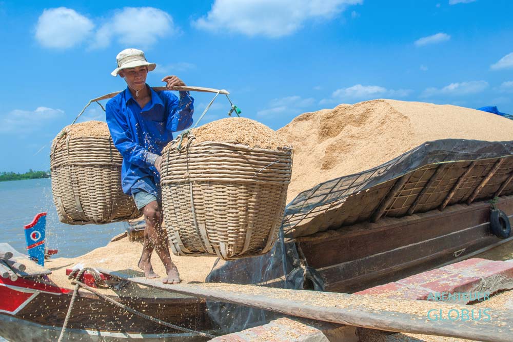Bei Vinh Long: Transport von Reistreu, Brennmaterial für die Ziegelei