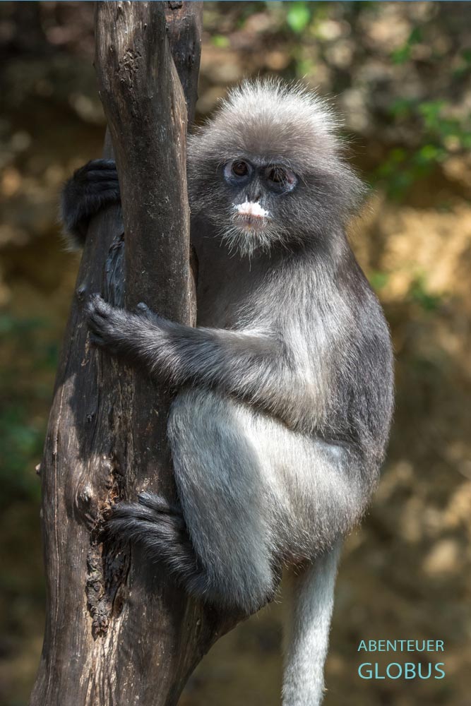 Prachuap Khiri Khan: Südlicher Brillenlangur am Berg Khao Lom Muak