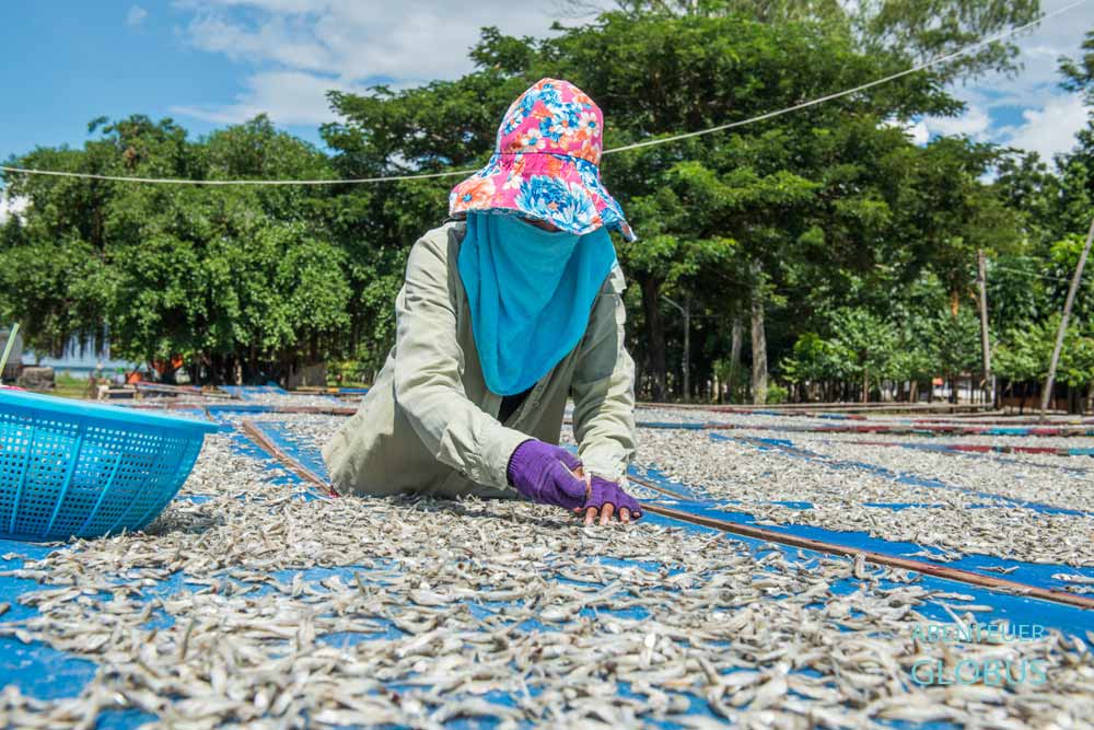 Nahe Chao Lao Beach: Frau verteilt Fische zum Trocken.